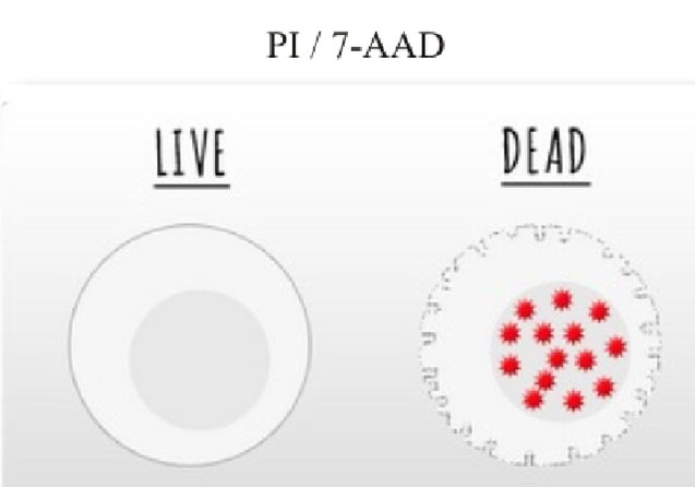 流式輔助試劑4.jpg 流式輔助試劑4.jpg